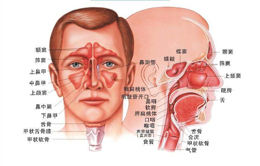 家长们注意,济南耳鼻喉医院提醒儿童鼻窦炎别误当感冒!