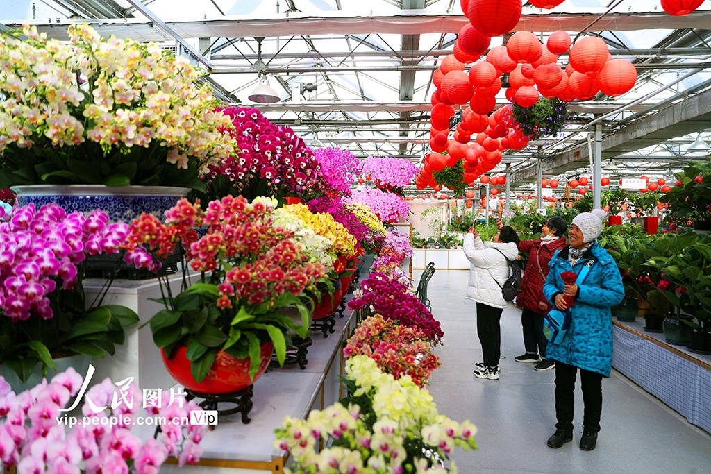 新年临近,北京的花卉市场日渐火爆,人们纷纷选购花卉装饰居室,迎接