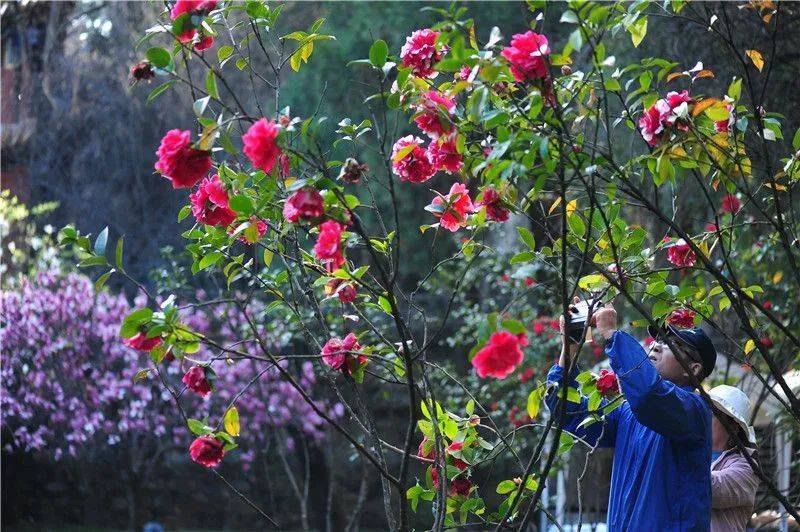 昆明金殿茶花赏花时间图片