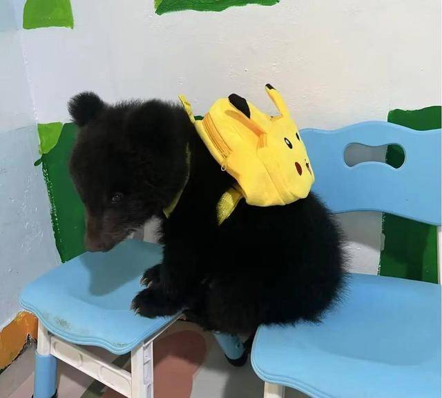 女饲养员与200斤棕熊“打架”引网友担心，当事人回应