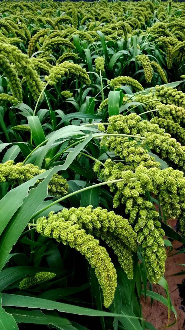 为何现在"谷子"少有人种植了?