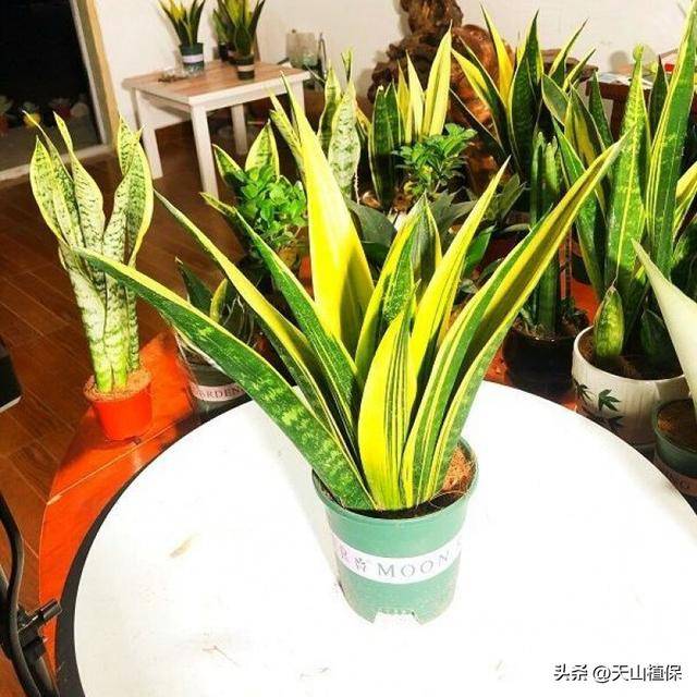 你知道什么花好养吗