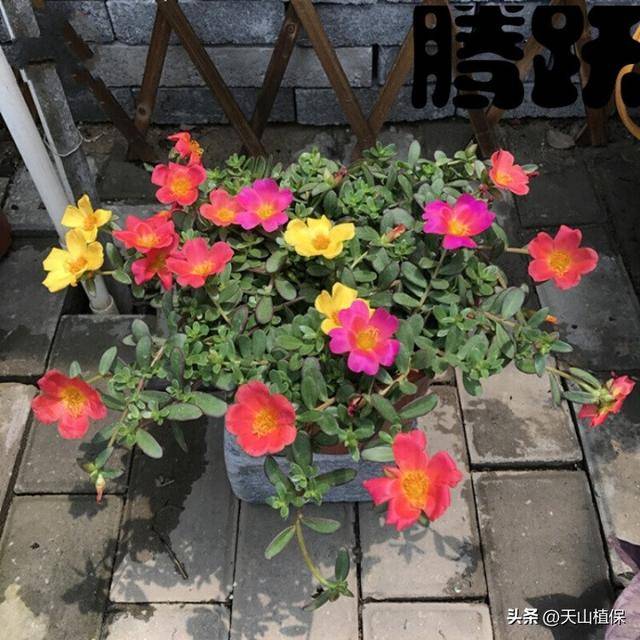 你知道什么花好养吗