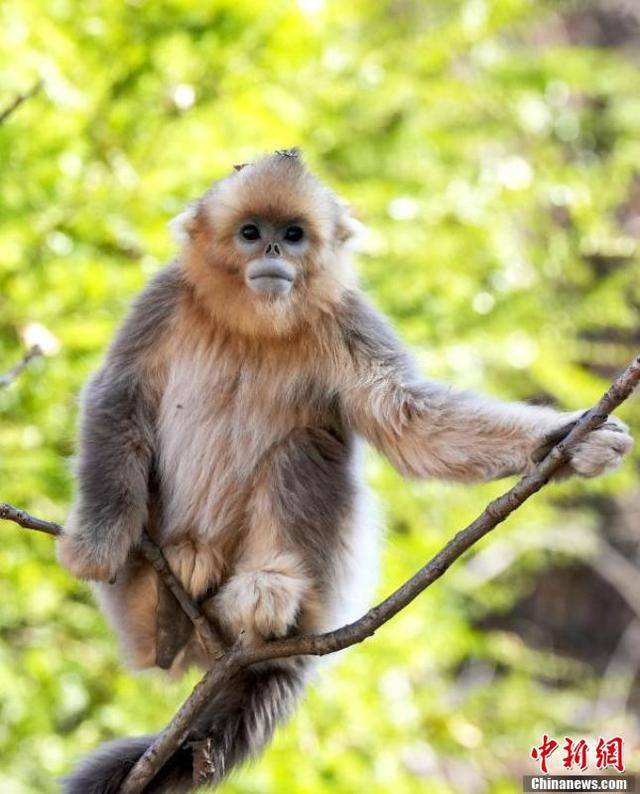 四川九寨沟野生川金丝猴萌态十足