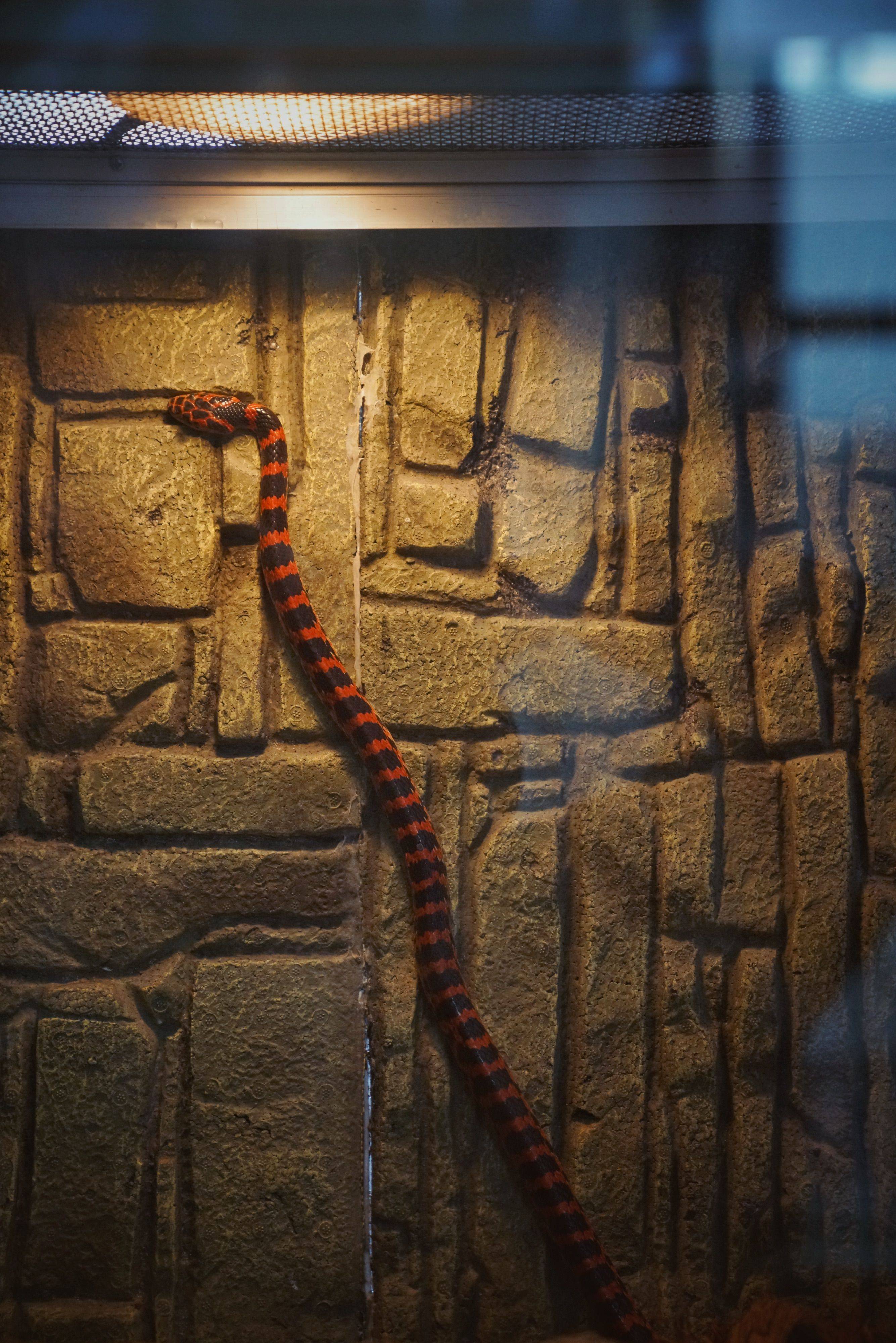 蛇为什么要冬眠