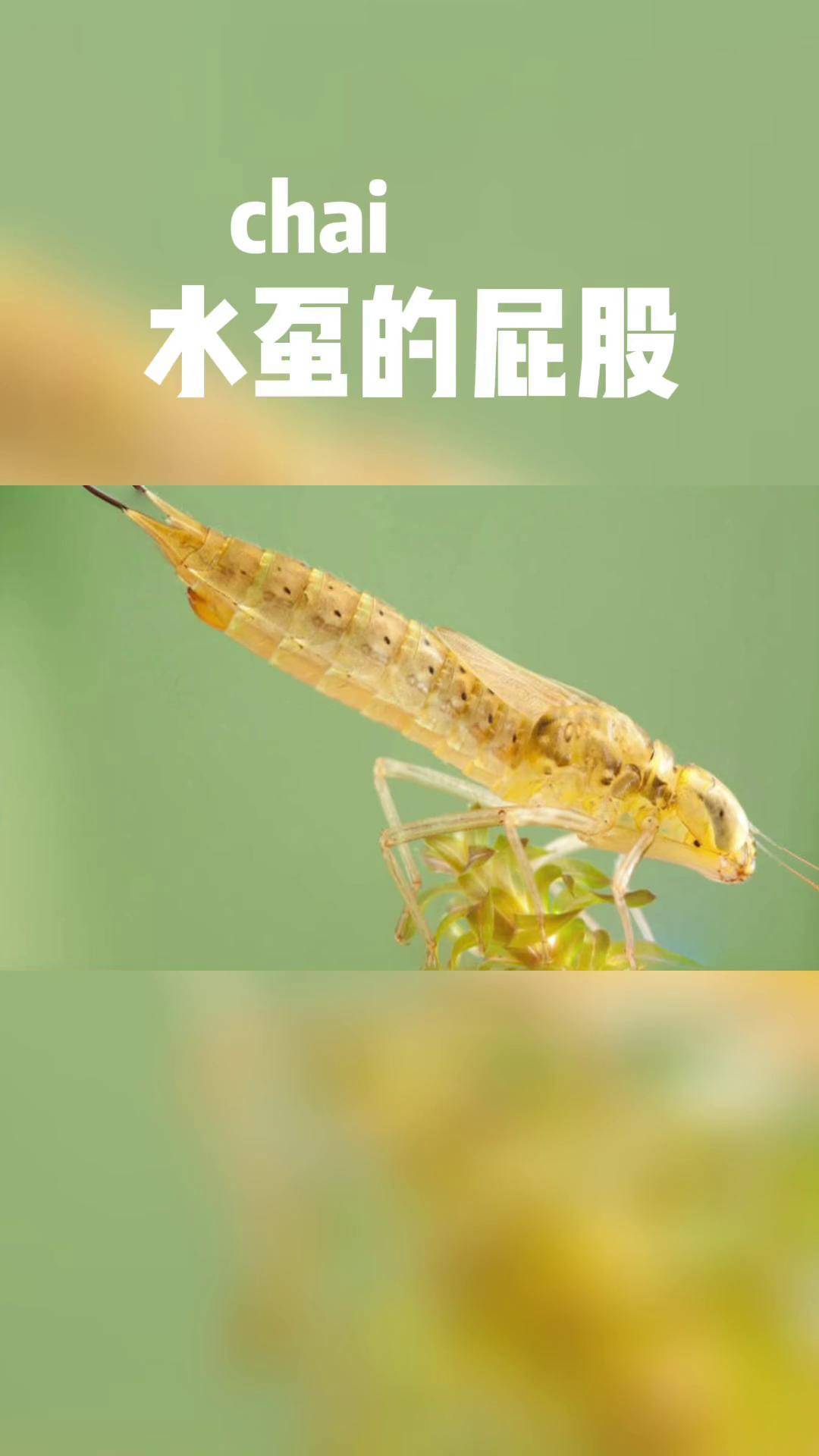 冷知识蜻蜓小时候是用屁股呼吸的水虿蜻蜓