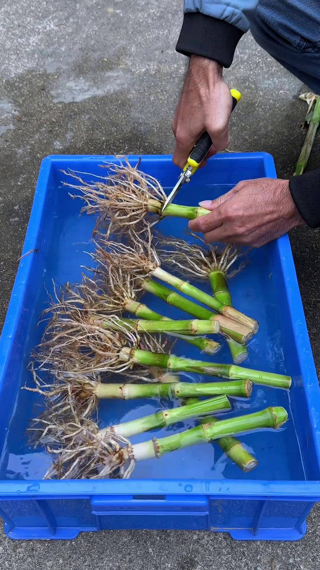 玉米长出的玉米根,你认识吗?农村人收完玉米后采挖玉米根