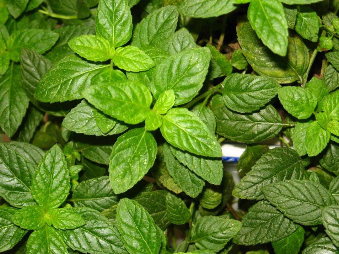 享·悦读丨盆栽绿植中的宝藏精灵