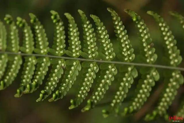 光叶蕨的传奇：近乎灭绝后的种群复苏 珍稀植物光叶蕨：消失40年后的重现与保护