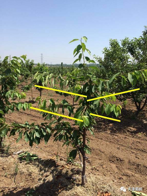 甜樱桃幼树纺锤形整形修剪技术!