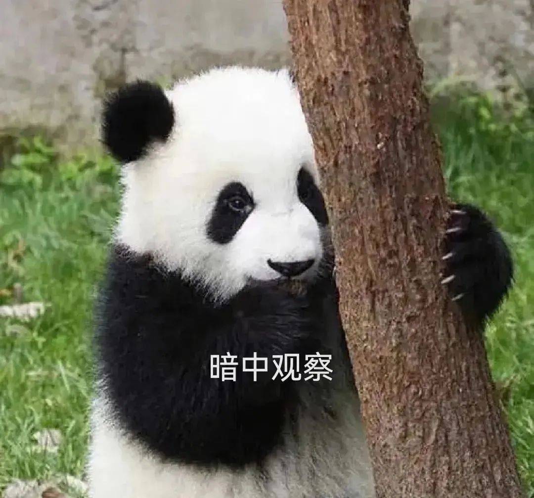 大熊猫表情包,快点开饭