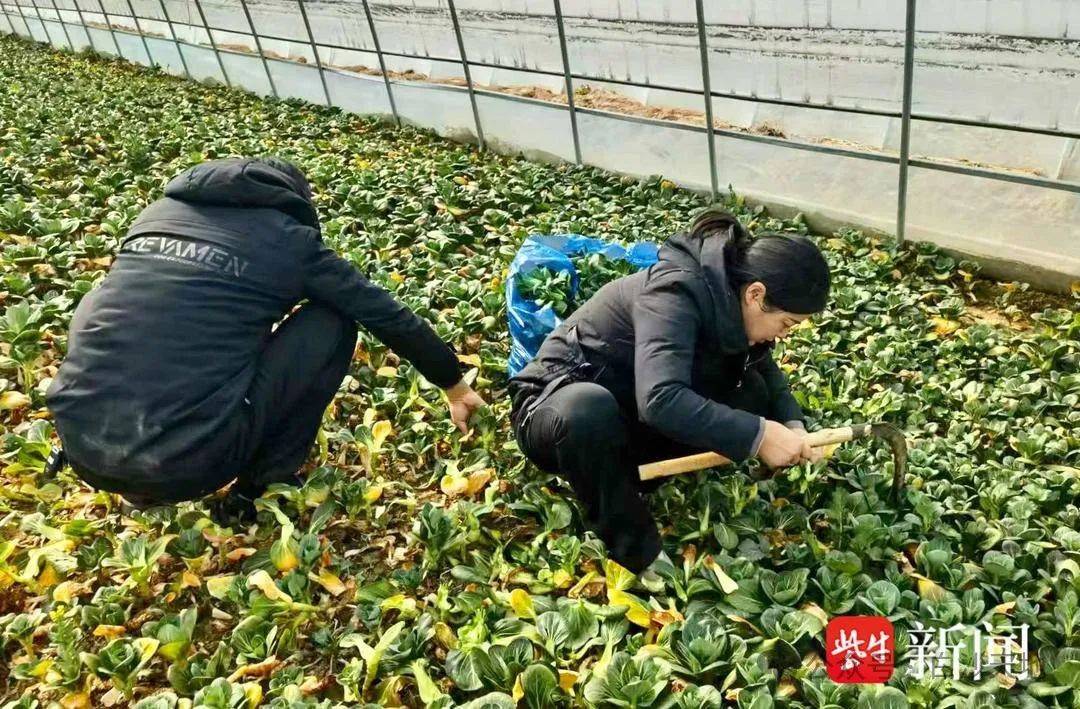 开云体育入口仪征这里的蔬菜 每天采摘后送往扬州…(图3)
