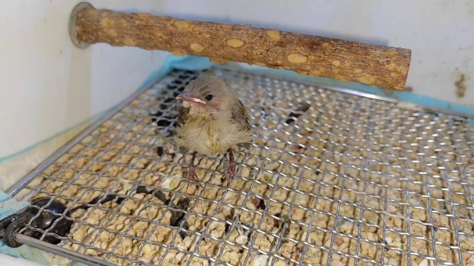 带昨天新来的小家伙小妈妈,看看紫啸鸫! 鸟类