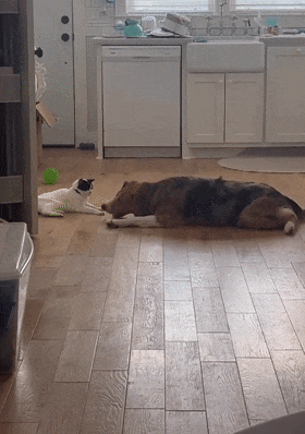 狗子想找猫咪一起玩,就各种翻肚皮示好,然而猫狗不仅语言不通,肢体
