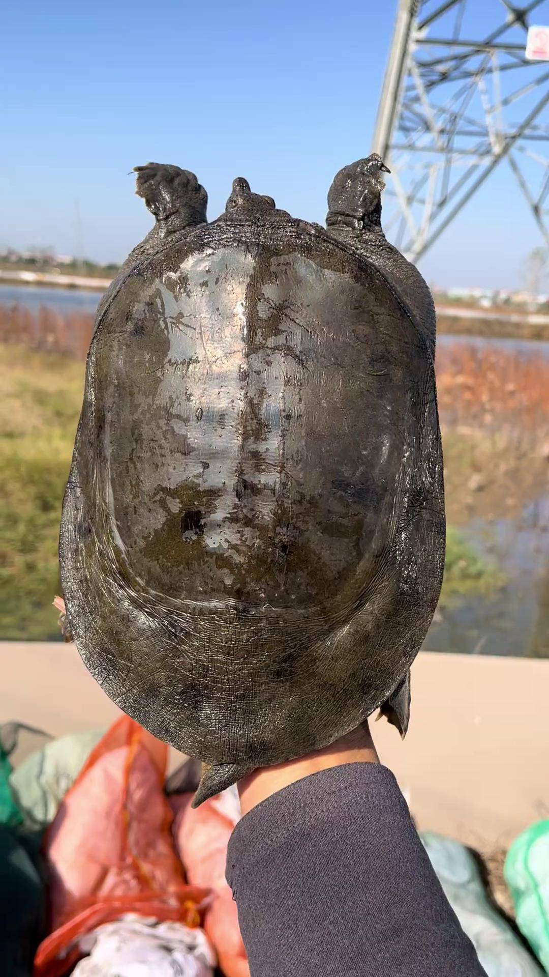 大自然的搬运工 抖音助农扶农 优质农产品 中华鳖 水产人