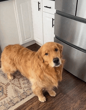 问大金毛"爱爸爸吗",被它的"回答"给甜到了.果然狗狗能听懂主人说话!