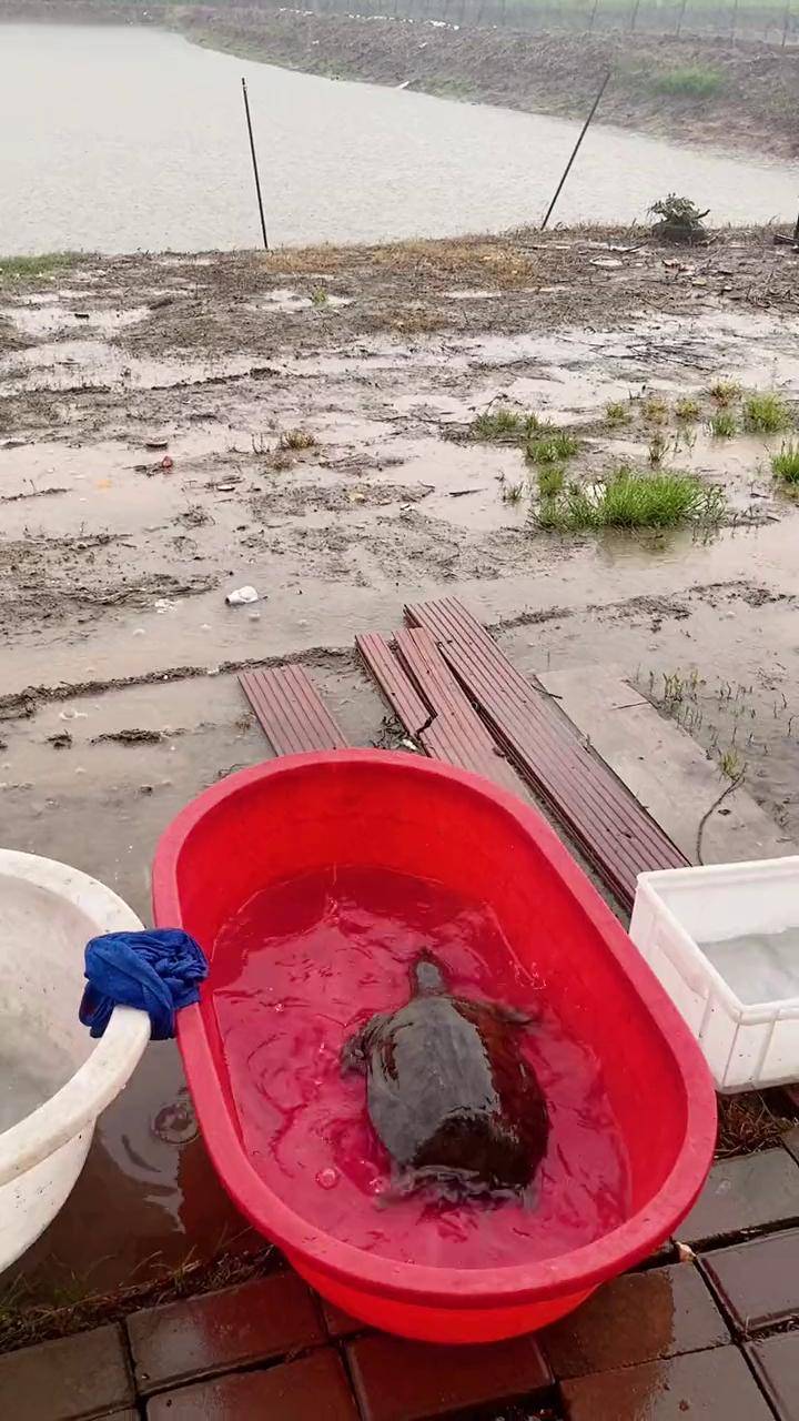 三农 抓鱼 甲鱼 农村生活 中华鳖 野生甲鱼的光泽,一看就让人眼睛放光