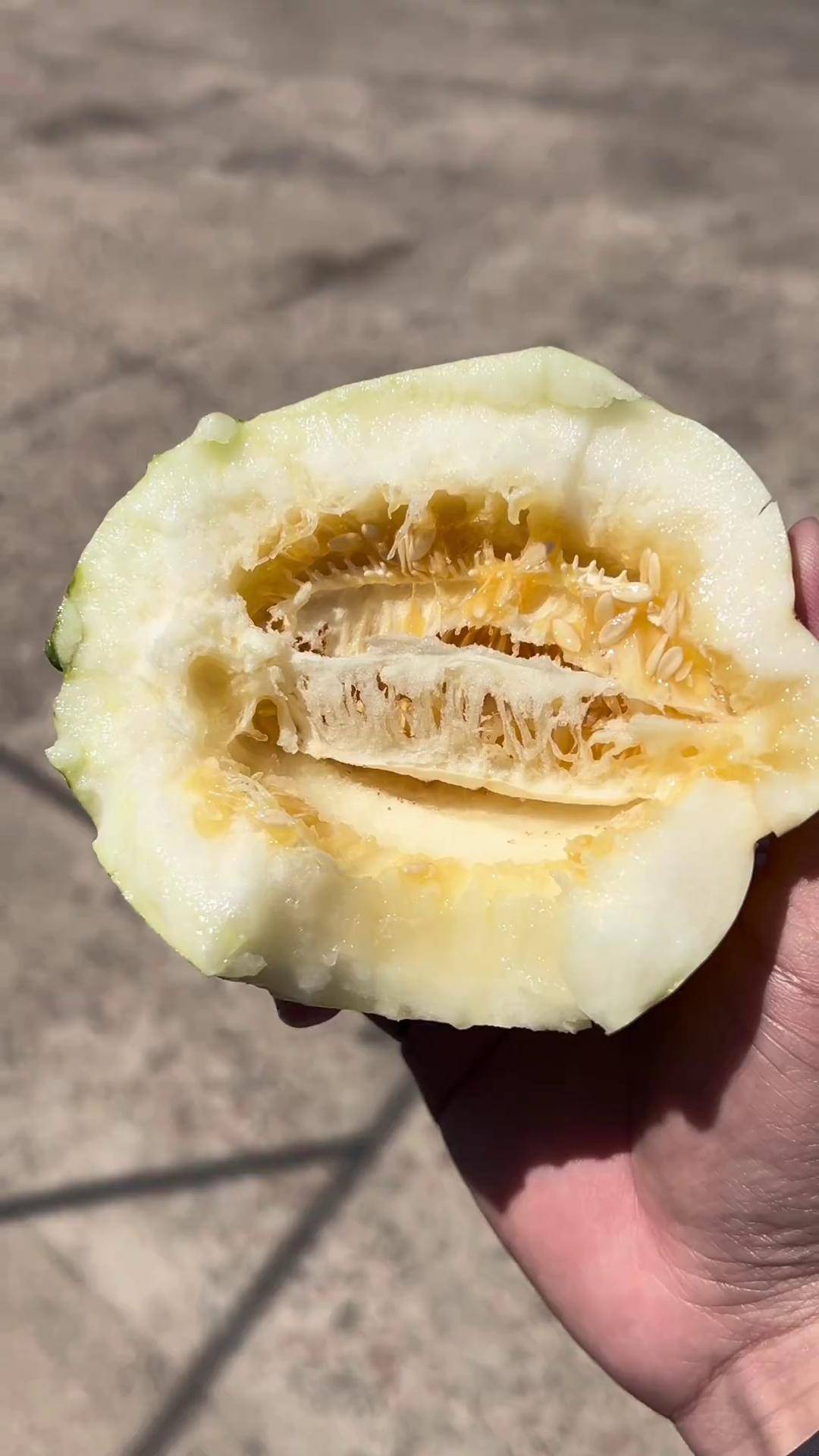 东北梨树香瓜上市了,今天摘的金妃品种,上午采摘新鲜,味道脆甜香瓜