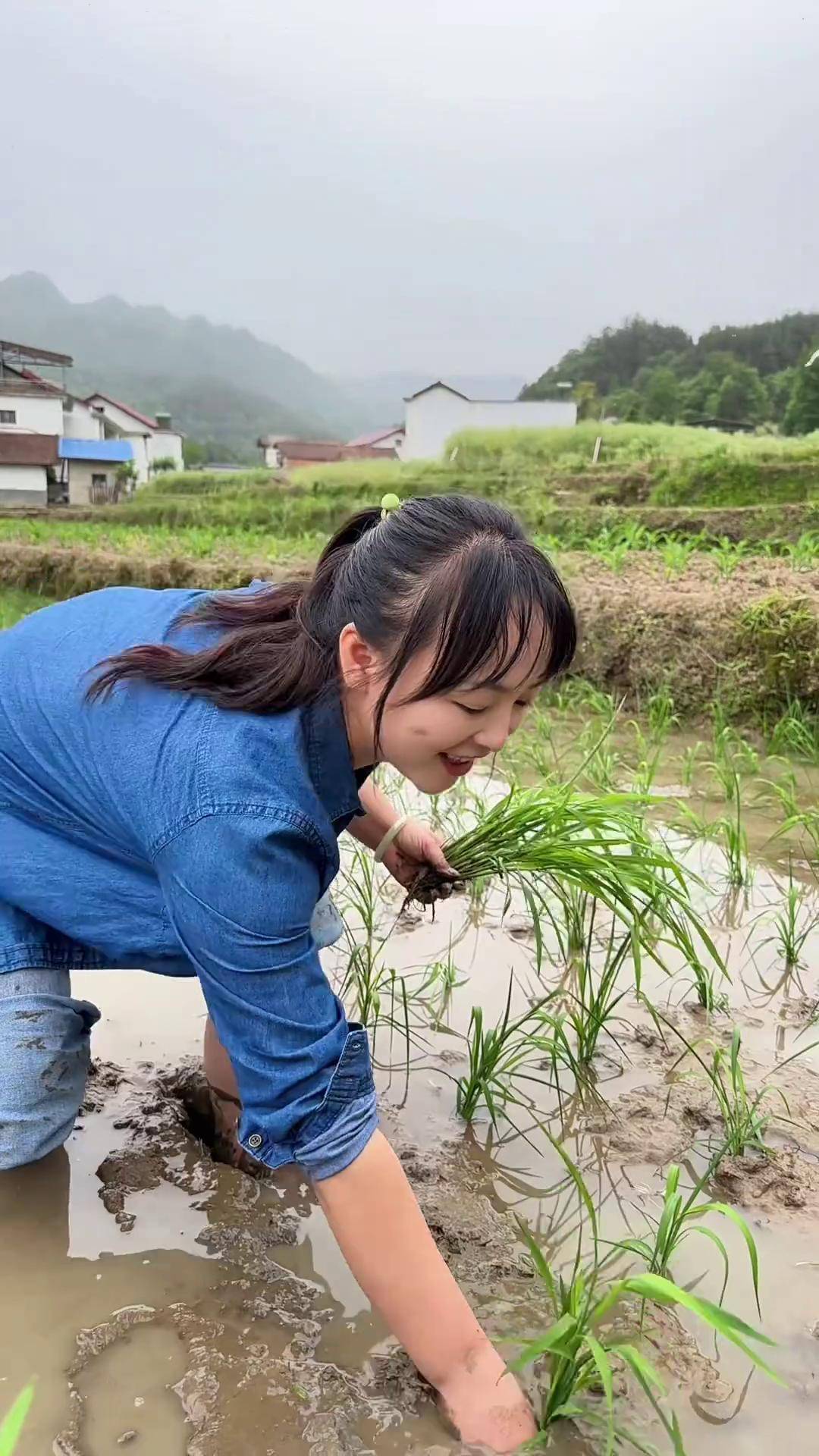 栽秧有点费腰啊!
