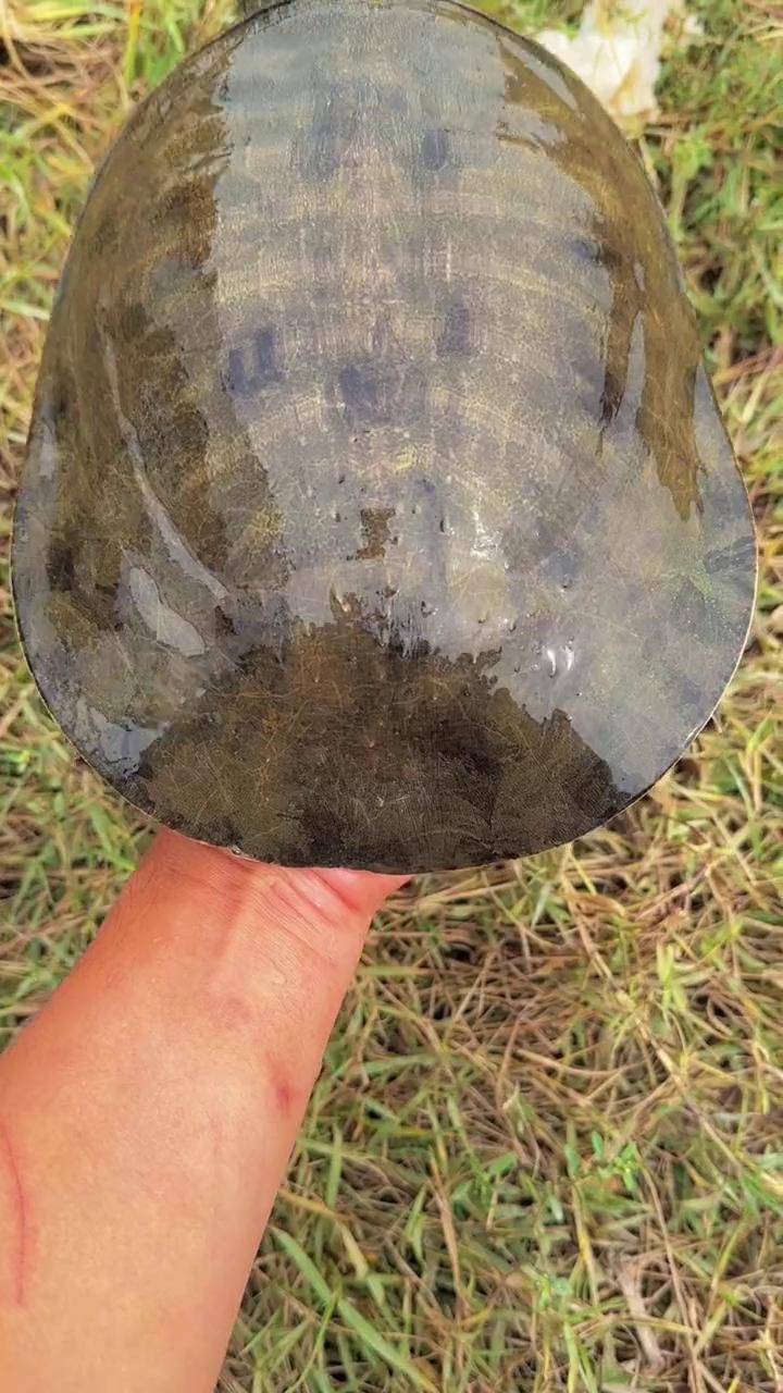 老甲鱼 抓鱼 野生甲鱼