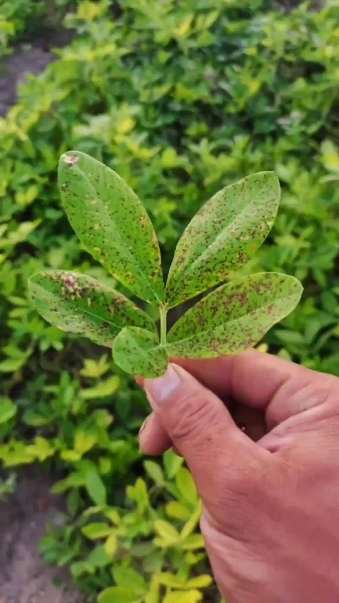 花生种植 病虫害防治 花生种植管理技术 花生病害防治 农业种植
