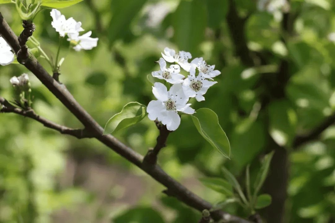 一分钟教你学会：如何区分樱花、桃花和梅花？