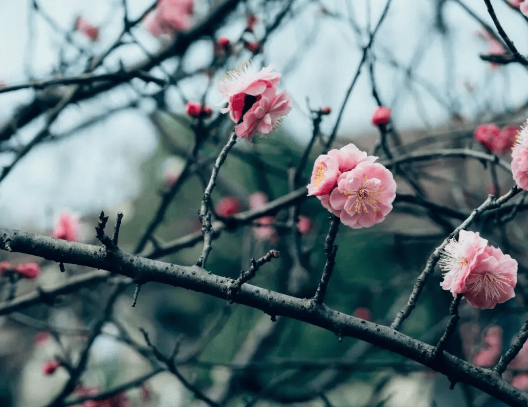 一分钟教你学会：如何区分樱花、桃花和梅花？