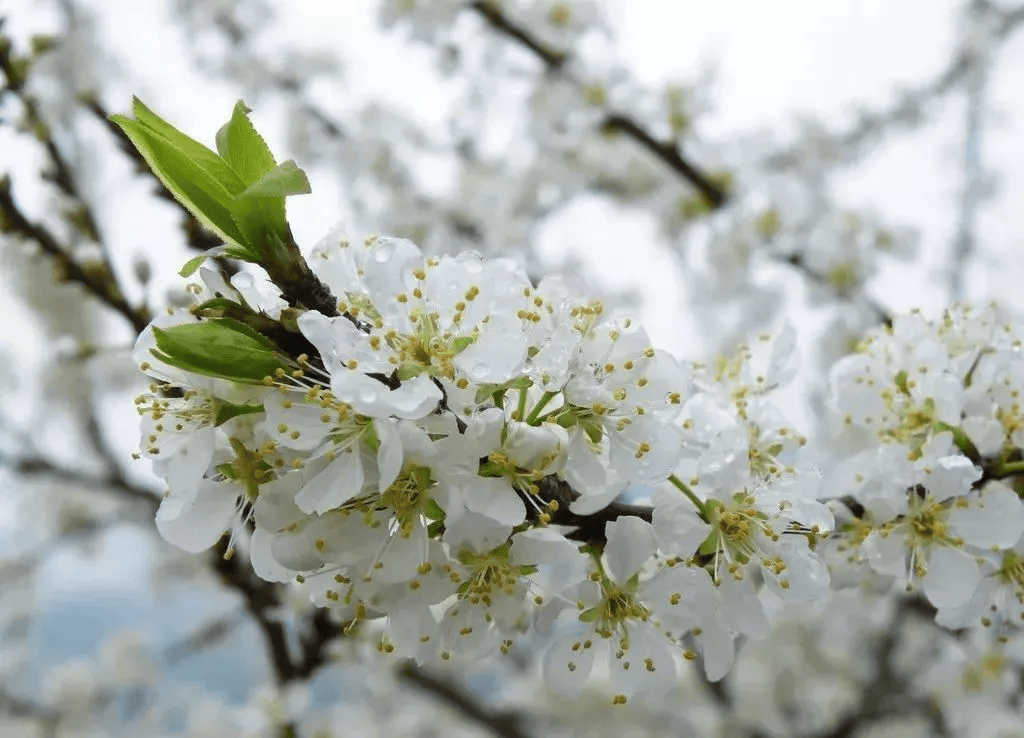 一分钟教你学会：如何区分樱花、桃花和梅花？