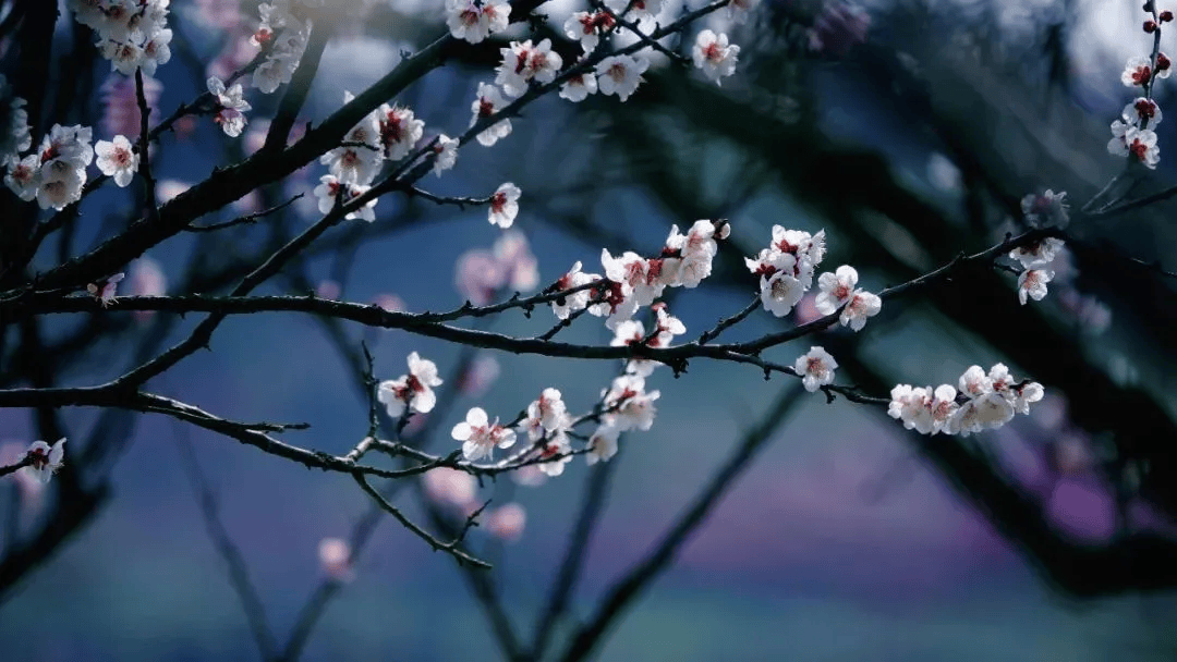 一分钟教你学会：如何区分樱花、桃花和梅花？