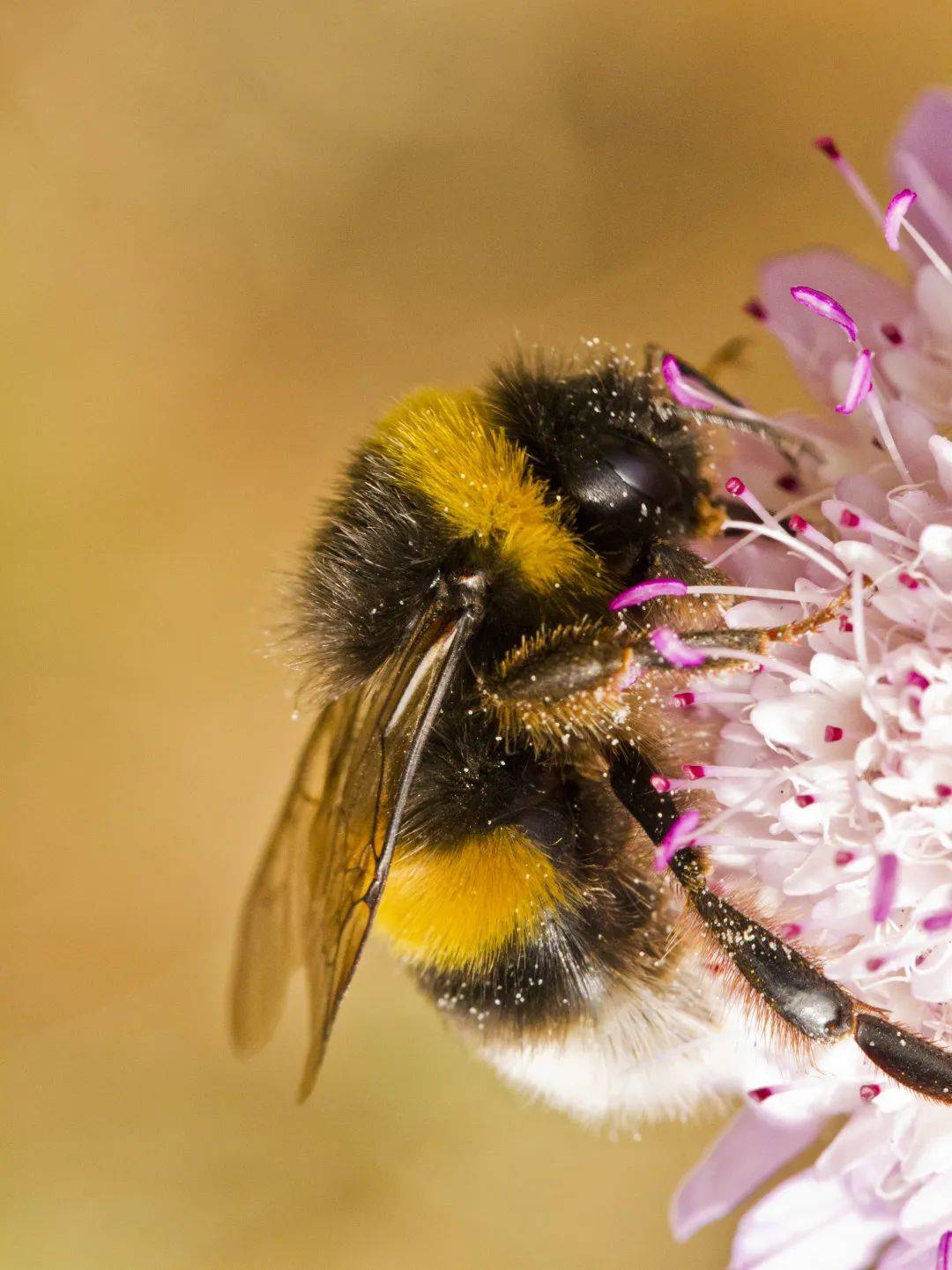 蜜蜂的"8字舞"竟能实现3公里0延迟通信?