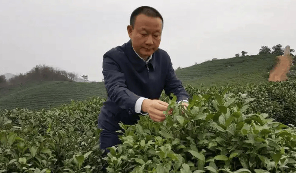 “两会”茶开云平台声（一）(图19)