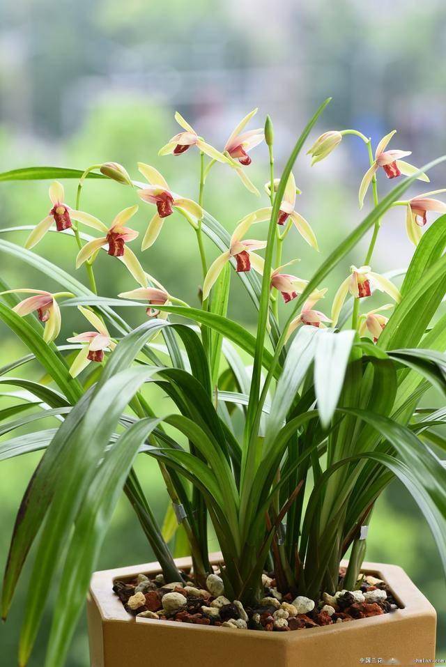 胡歌劝退朋友养兰花:"这3点都不知道,还是别养了吧",好真实