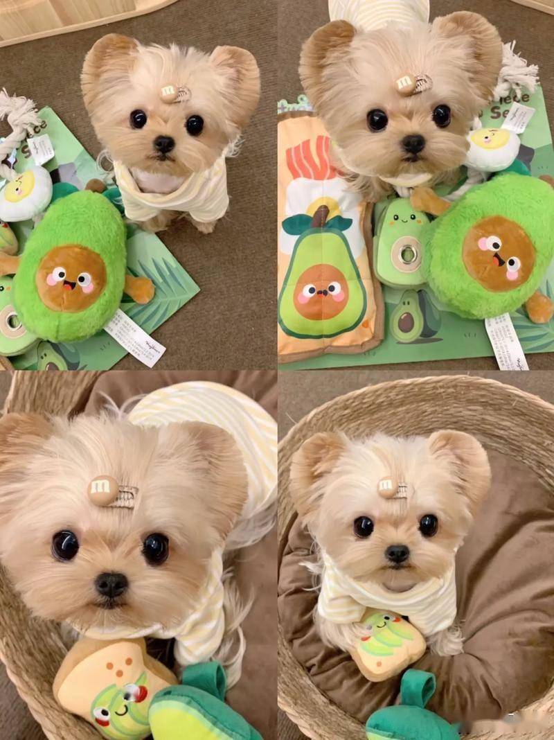 约克夏幼犬断奶后吃啥？别慌！让你家小主子从此告别“挑食”！（约克夏断奶吃什么）