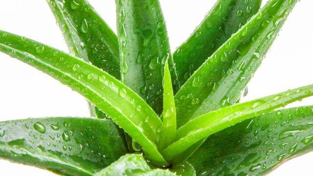 晨光中的绿意守护者… 晨光中的绿意守护者…