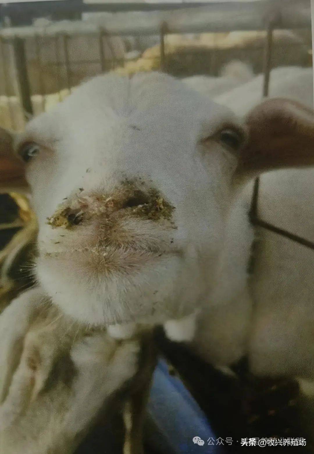 这种羊病传播快,死亡率高,快来了解羊得此病的特征及防治办法