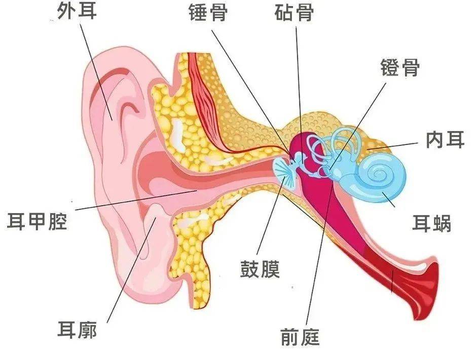 耳朵的内耳有前庭,半规管,都是维持身体平衡的重要结构.1