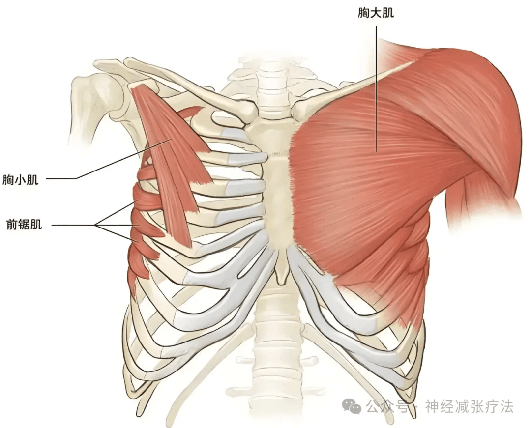 胸小肌与颈肩痛