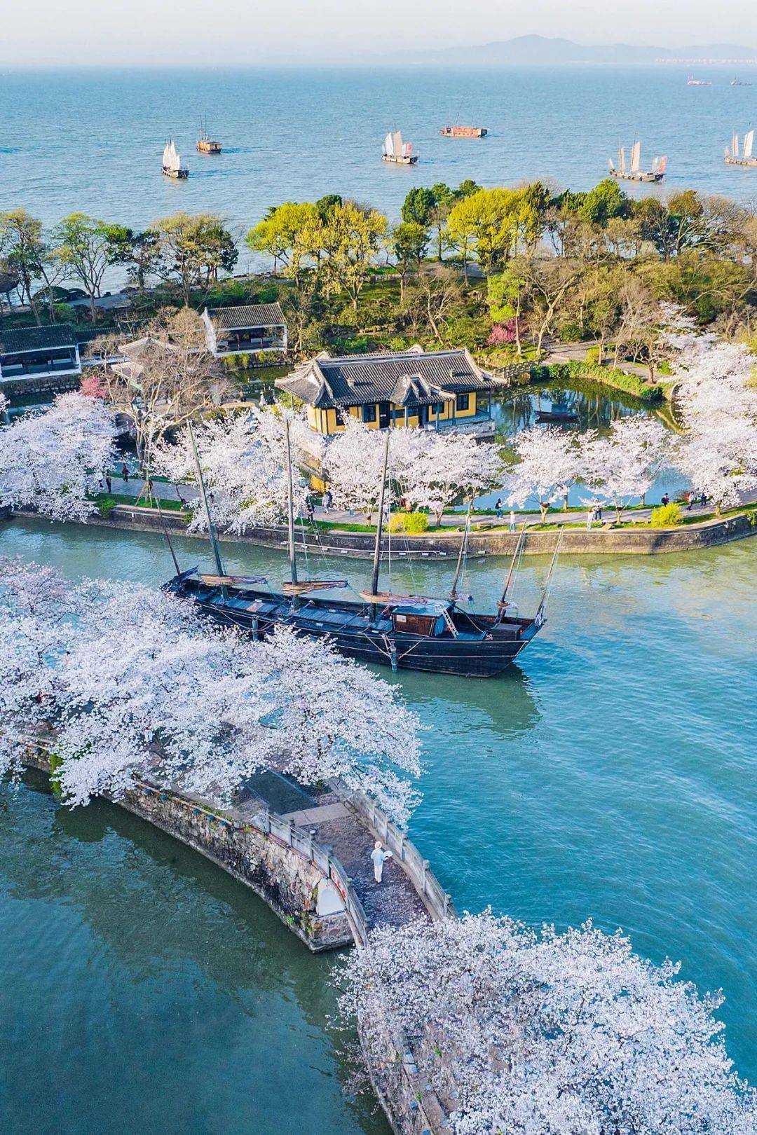 樱花胜地||3.16无锡鼋头渚,三山仙岛赏樱一日游
