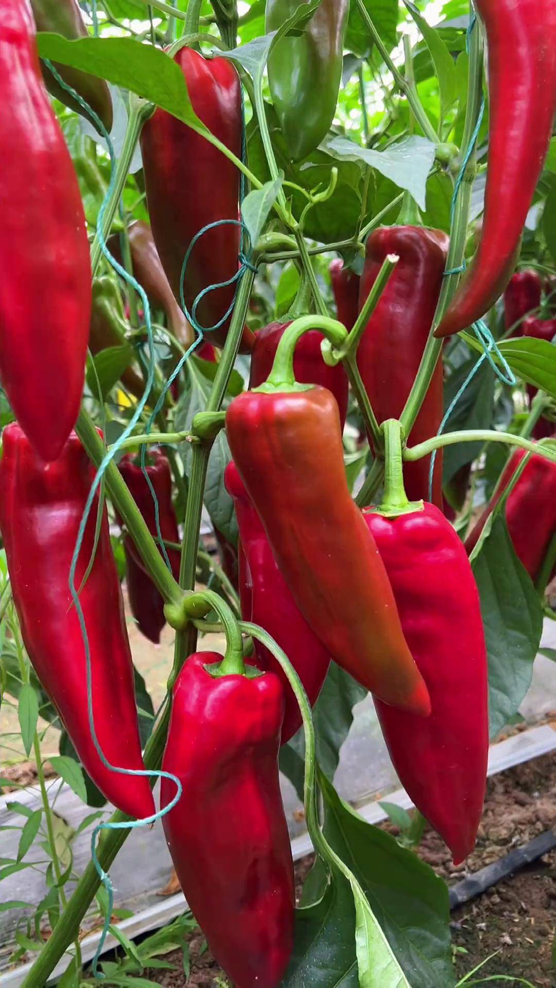 大红泡椒,非常漂亮的一个品种!