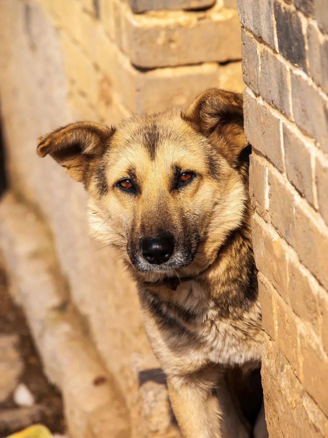 中华田园犬：最后的求救（中华田园犬六大品种）