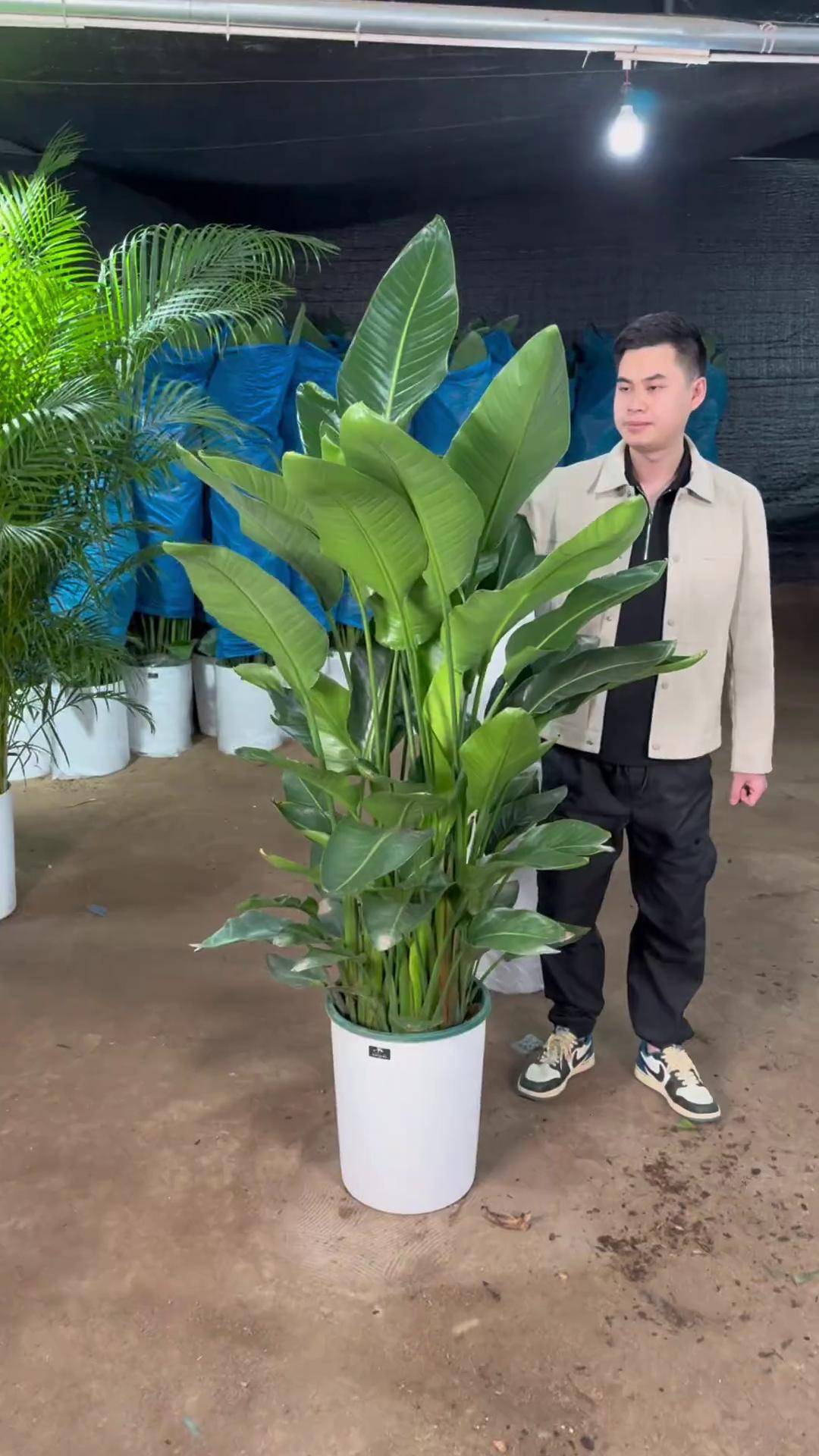 天堂鸟 室内盆栽 花卉绿植 爱生活爱养花 客厅植物推荐