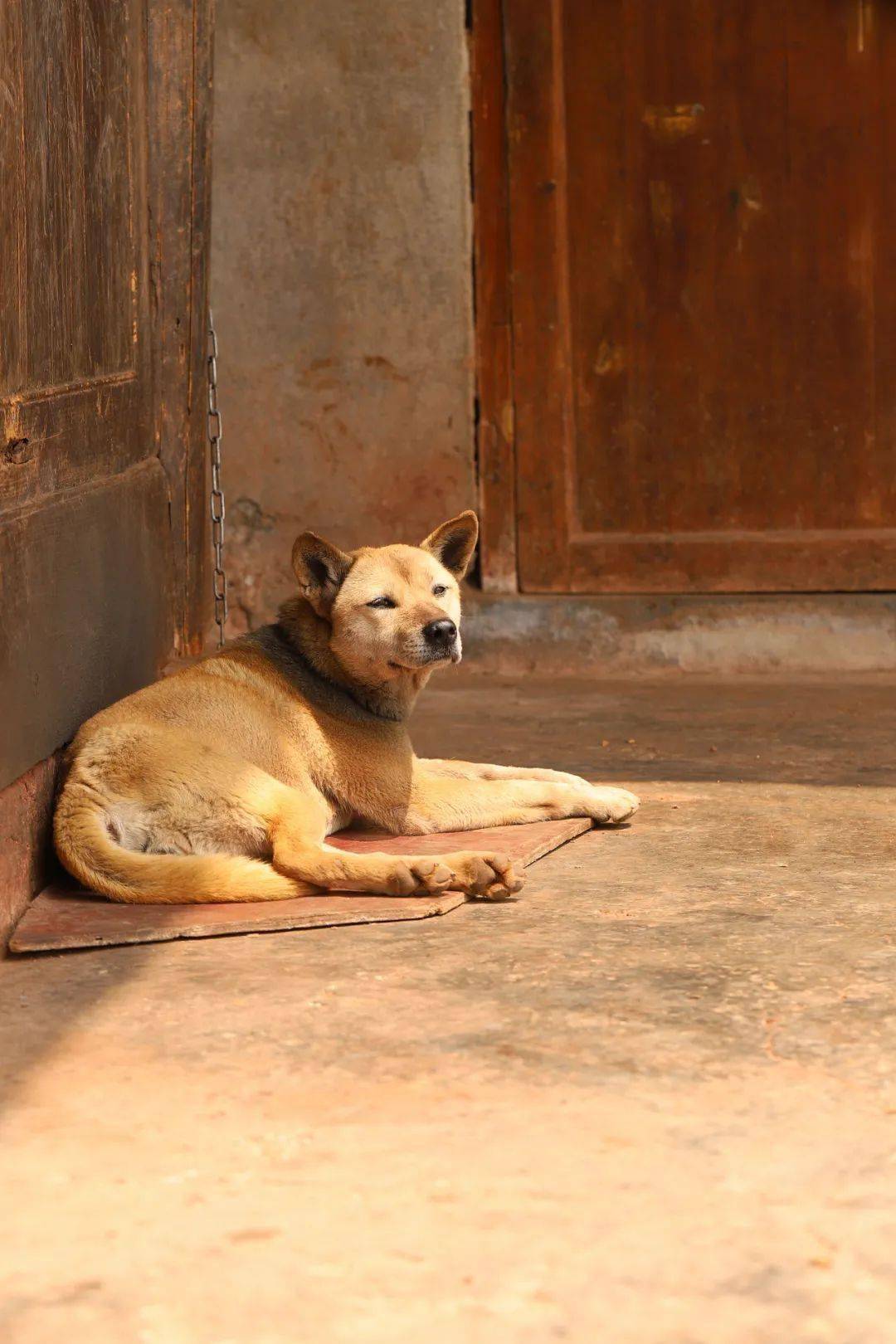 中华田园犬：最后的求救（中华田园犬六大品种）