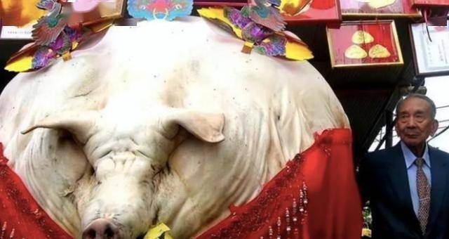 猪的寿命是多少年？如果一辈子不杀猪能长多大？浙江猪王就是答案（猪的寿命最多有几年）