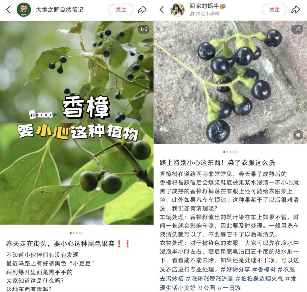 不要踩!这种黑色果实街头大量出现,不少人已