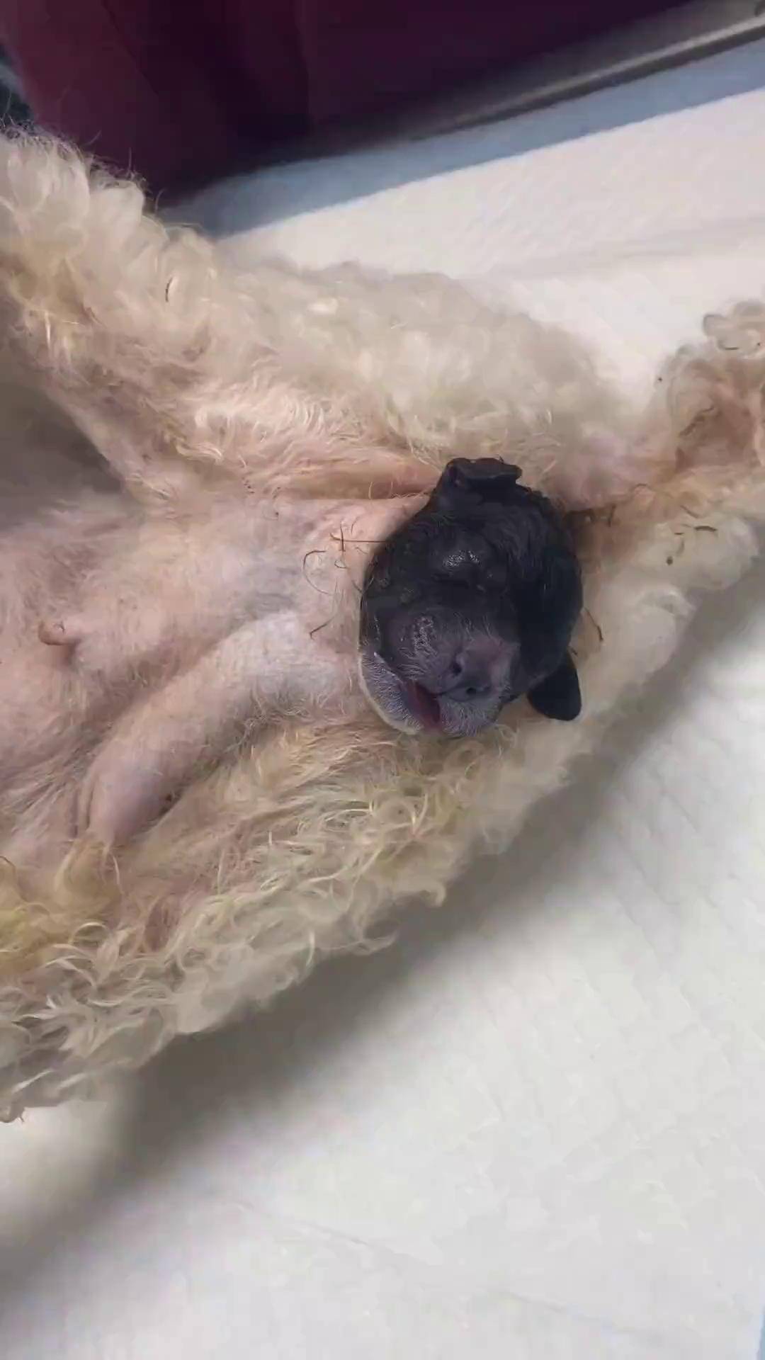 科学养宠攻略 狗狗 兽医 狗狗生产,你经历过吗?