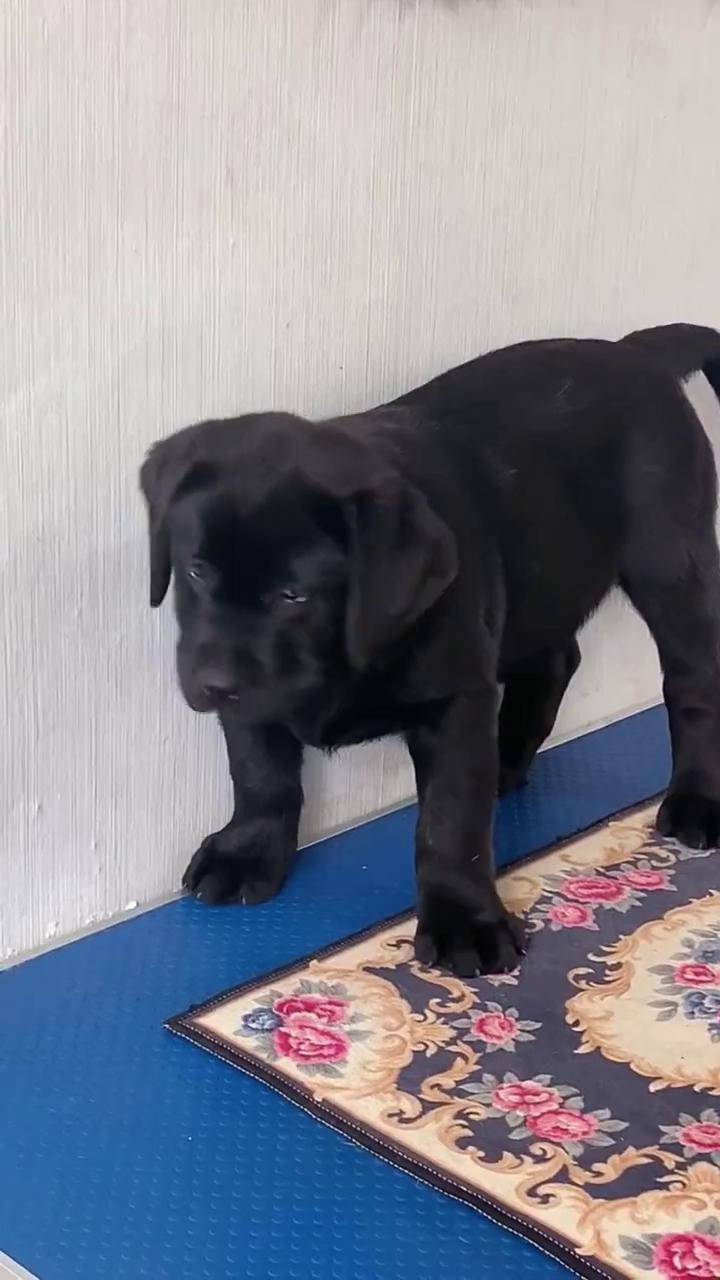 黑色拉布拉多 双血统拉布拉多 拉布拉多幼犬 dou 上热门