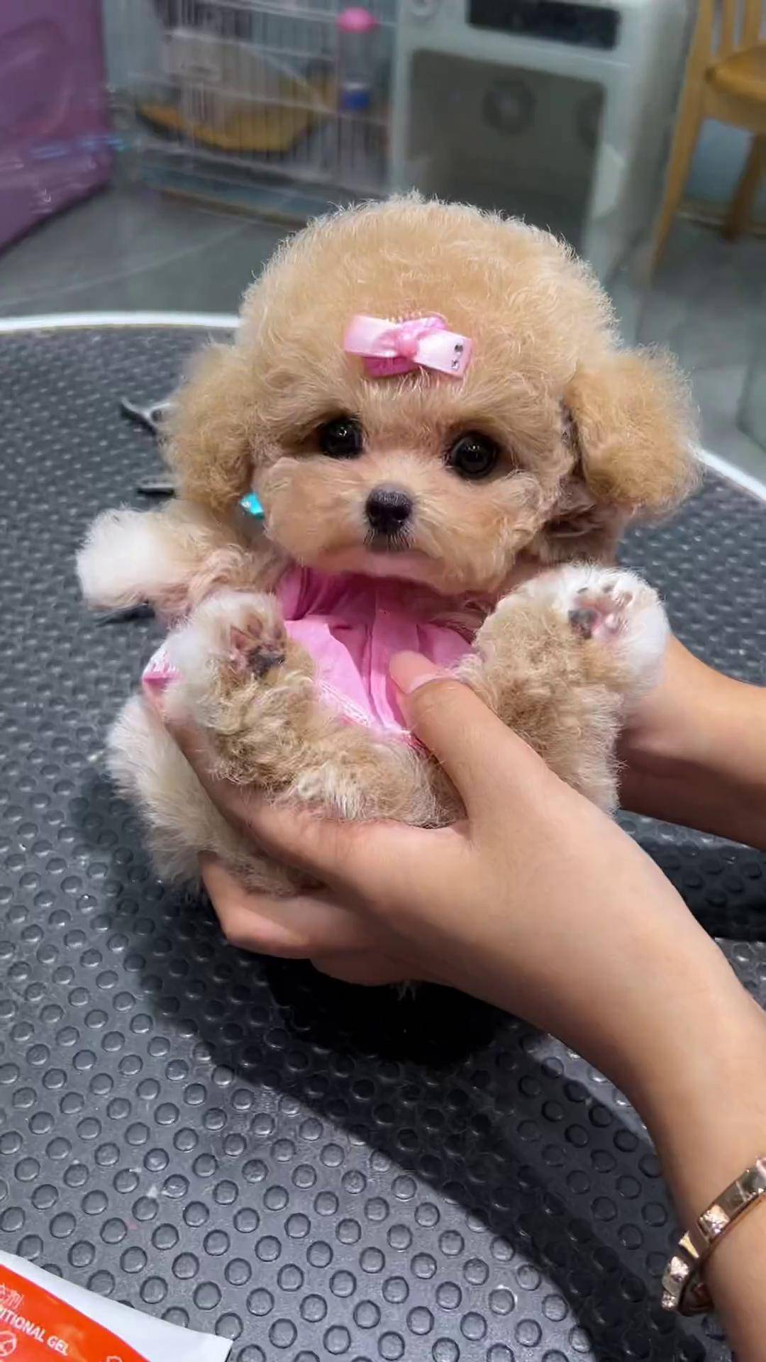 怎么感觉有点不开心呢～萌宠出道计划 阔爱炸了 呆萌呆萌 香槟色泰迪