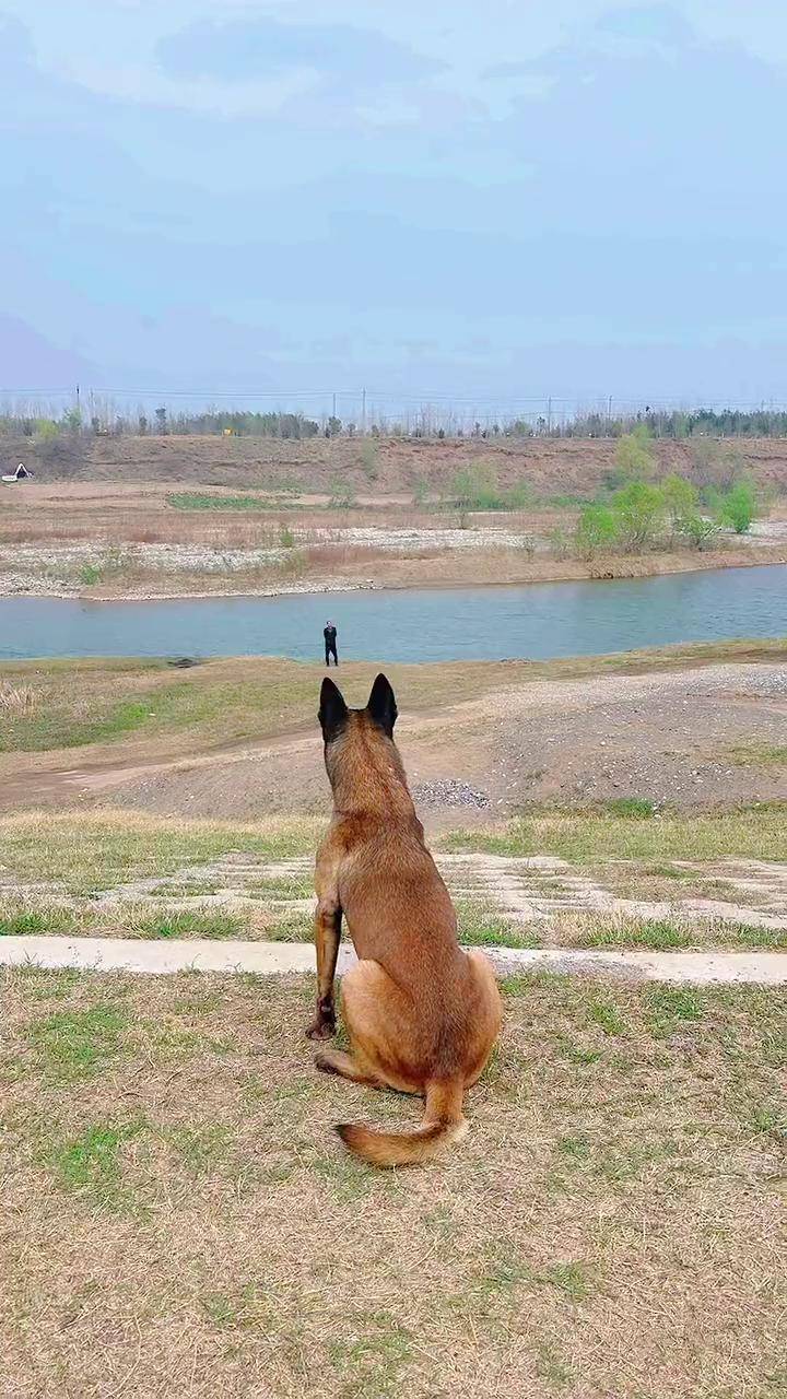 这个距离能一令一动,应该算是很牛了吧马犬 狗子技能 训练狗狗 双血统