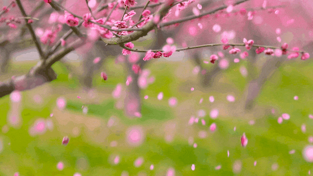 梅花节_风起_花瓣