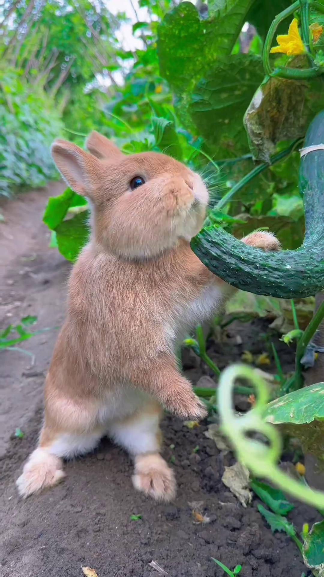小兔子在菜地偷吃黄瓜萌宠兔子田园小萌宠